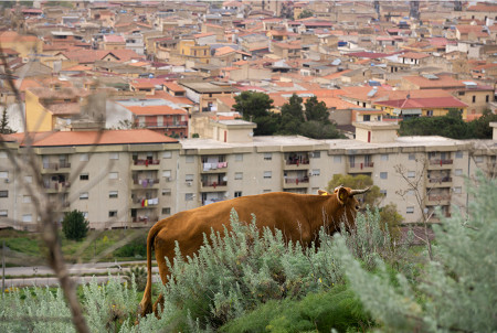 image 3 classificato